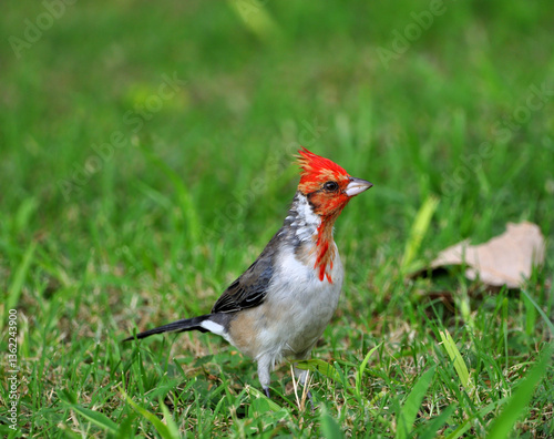 red cardinal in its moulting stage showing off its gleaming feathers
