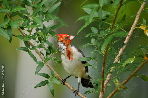 red cardinal in its moulting stage showing off its gleaming feathers
