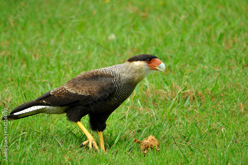 Beautiful bird called carancho, a typical bird of Argentina, showing its imposing posture