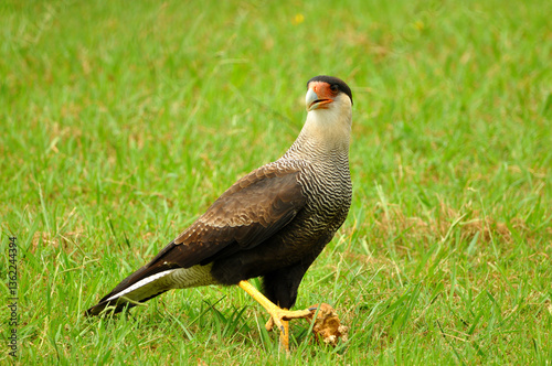Beautiful bird called carancho, a typical bird of Argentina, showing its imposing posture