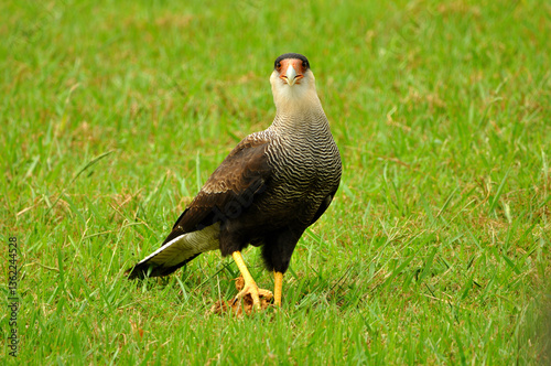 Beautiful bird called carancho, a typical bird of Argentina, showing its imposing posture