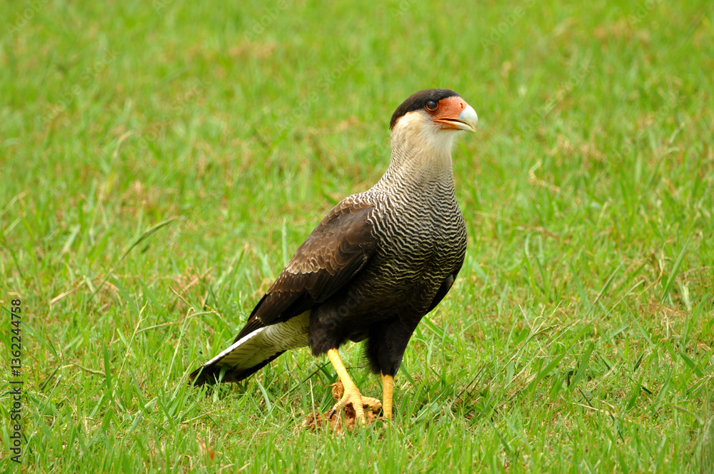 Fototapeta premium Beautiful bird called carancho, a typical bird of Argentina, showing its imposing posture