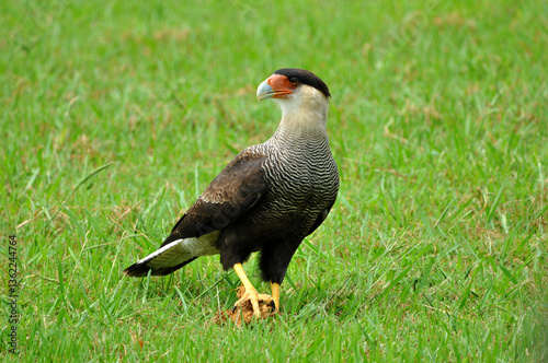 Beautiful bird called carancho, a typical bird of Argentina, showing its imposing posture