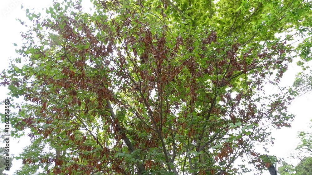 Fototapeta premium bird on tree