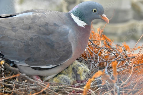 A dove warms up the little pigeons. View of the dove through the window of the place. The concept of pigeon life in the city