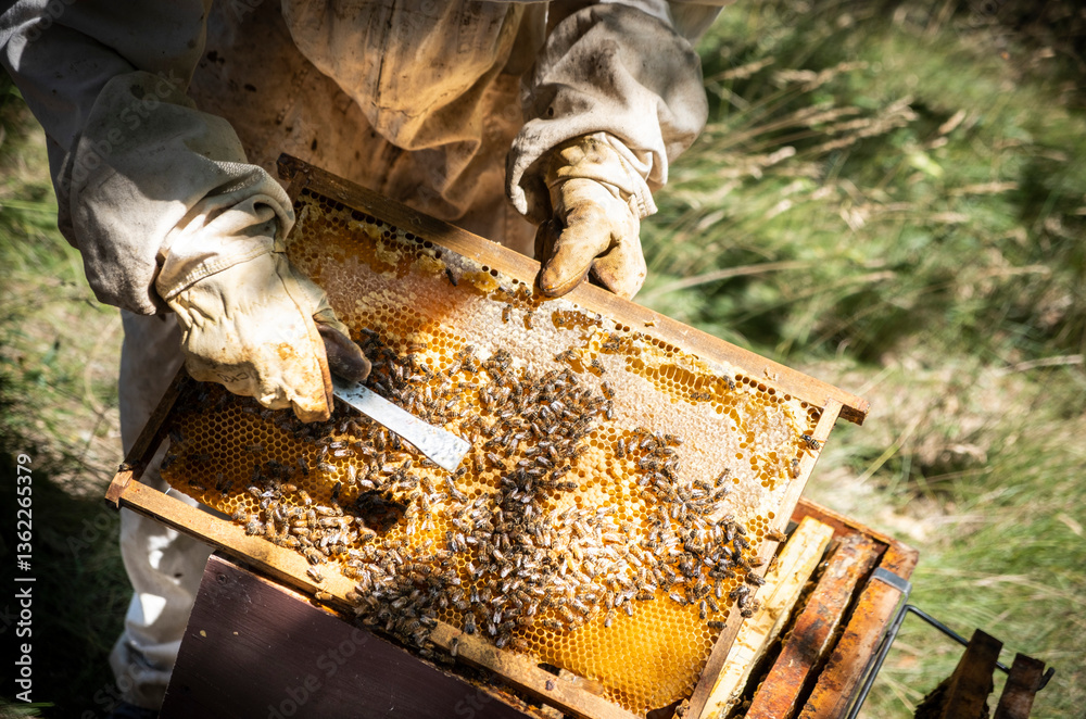 Apiculture Apiculture
