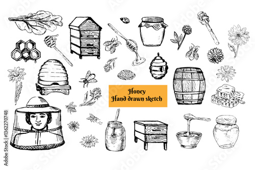 Vector ink drawing honey jar, pot, hiver, bee, barrel and chamomile flowers, clovers. Hand drawn honey comb and other design elements set. Sketch of beehive and dripper spoon.