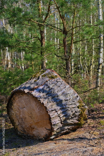 Fototapeta Naklejka Na Ścianę i Meble -  Las mieszany, dęby, buki, brzoza, sosna