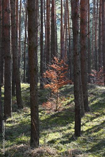 Fototapeta Naklejka Na Ścianę i Meble -  Las mieszany, dęby, buki, brzoza, sosna