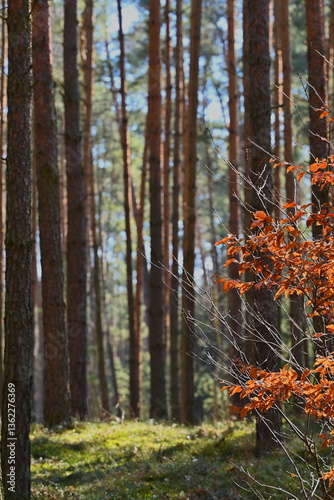 Fototapeta Naklejka Na Ścianę i Meble -  Las mieszany, dęby, buki, brzoza, sosna
