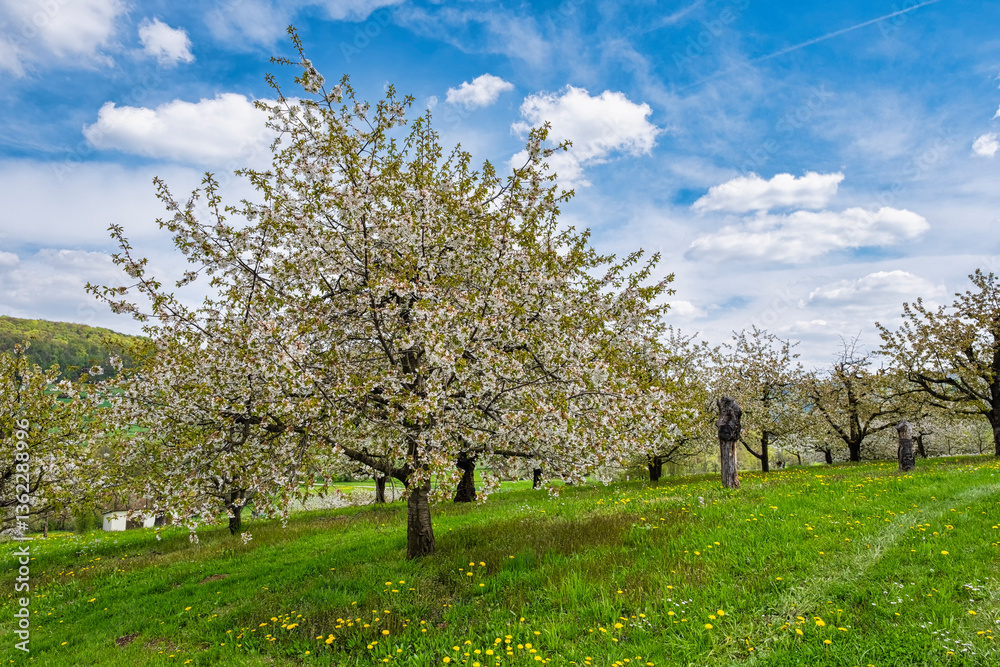 Wonderfully blooming cherry trees in Franconian Switzerland near Pretzfeld on a sunny spring day Wonderfully blooming cherry trees in Franconian Switzerland near Pretzfeld on a sunny spring day