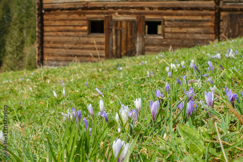 Obraz na płótnie Krokus die Frühlingsblumen blühen auf der Bergwiese w salonie