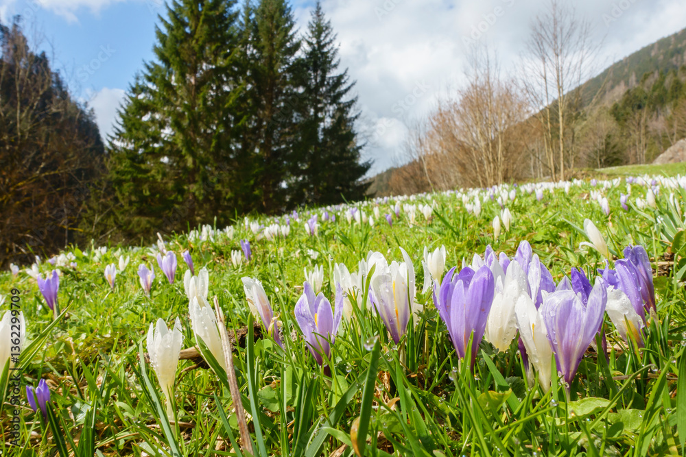 Krokus die Frühlingsblumen blühen auf der Bergwiese