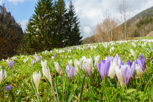 Obraz na płótnie Krokus die Frühlingsblumen blühen auf der Bergwiese w salonie