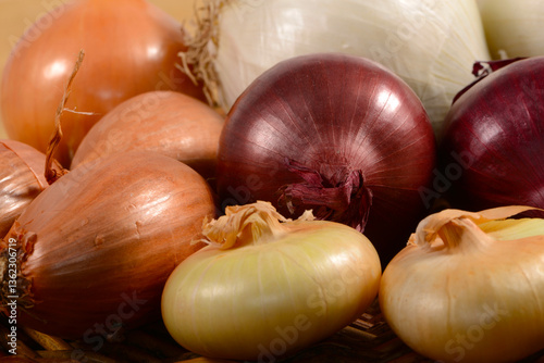 Zwiebel,  Allium cepa var. cepa photo