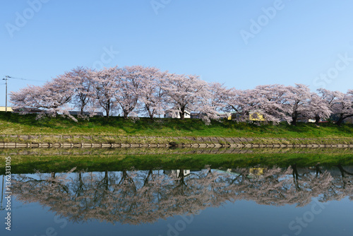 Japanese Sakura 5