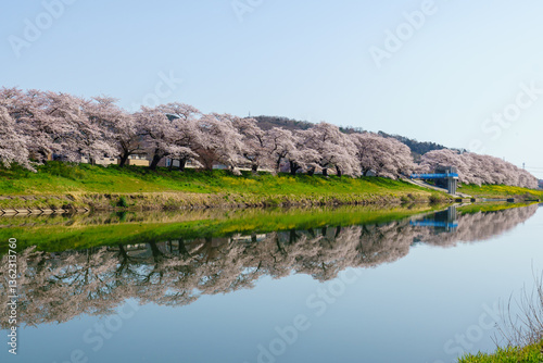 Japanese Sakura 3