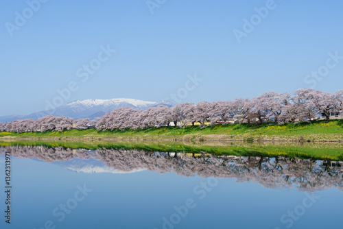 Japanese Sakura 2