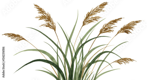 Slender Reed Grasses With Long, Flowing Lines That Evoke Graceful, Rhythmic Movement