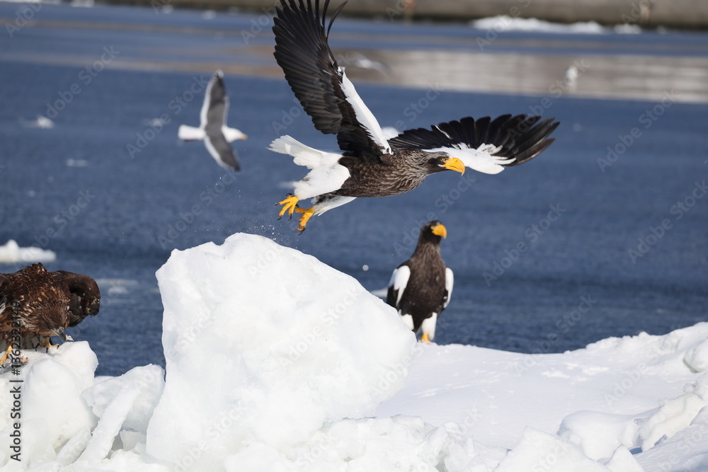 Steller's sea eagle (Haliaeetus pelagicus), also known as the Pacific sea eagle or white-shouldered eagle, is a very large diurnal bird of prey in the family Accipitridae.