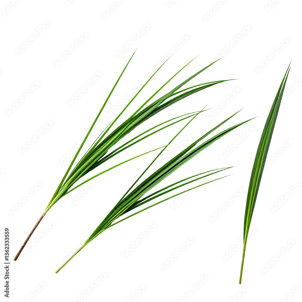 Fototapeta premium Green_Leaf_Stems_Isolated_on_Black_Background