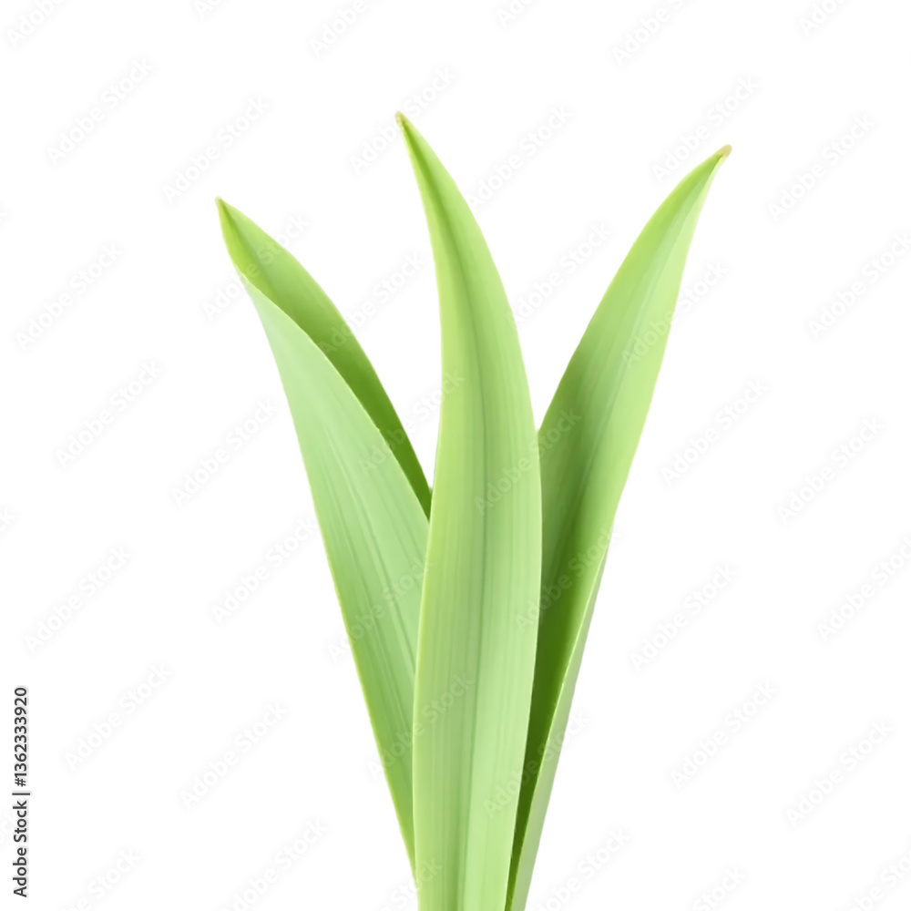 Obraz premium Green_Plant_Leaves_Isolated_on_Black_Background