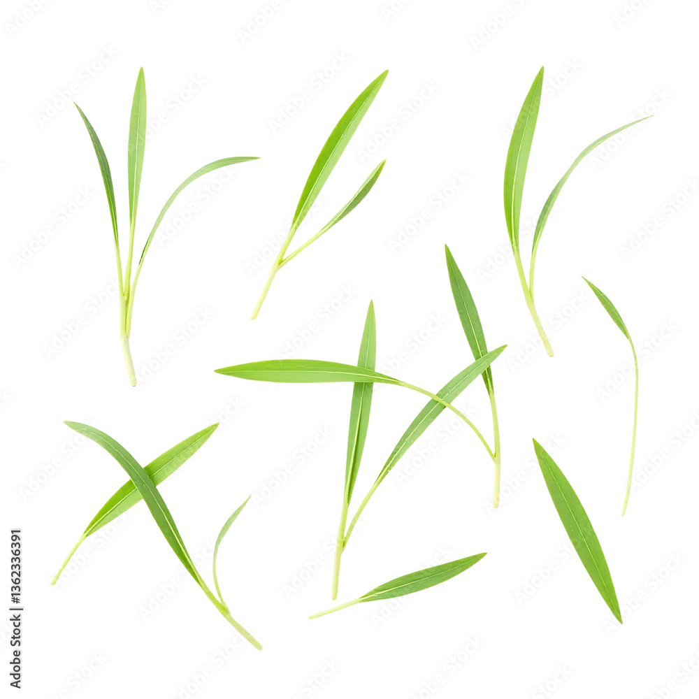Fototapeta premium Green-Grass-Blades-Isolated-on-Black-Background-Nature-Stock-Photo