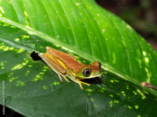 Critically endangered Lemur leaf frog photo