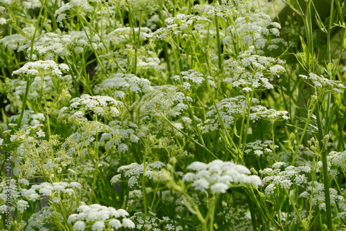 Zuckerwurzel,  Süßwurzel,  Sium sisarum L.