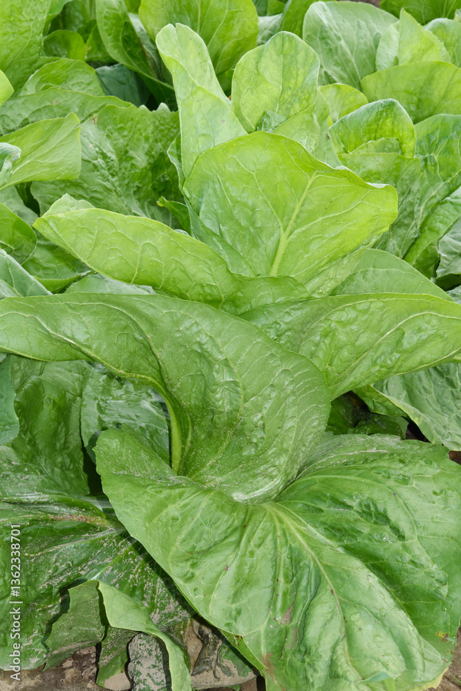 Fototapeta premium Fleischkraut, Zuckerhut, Cichorium intybus 'Pan di Zucchero