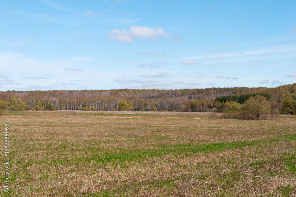 Obraz premium Country landscape, large field of mown grass, birch forest in the distance, spring time