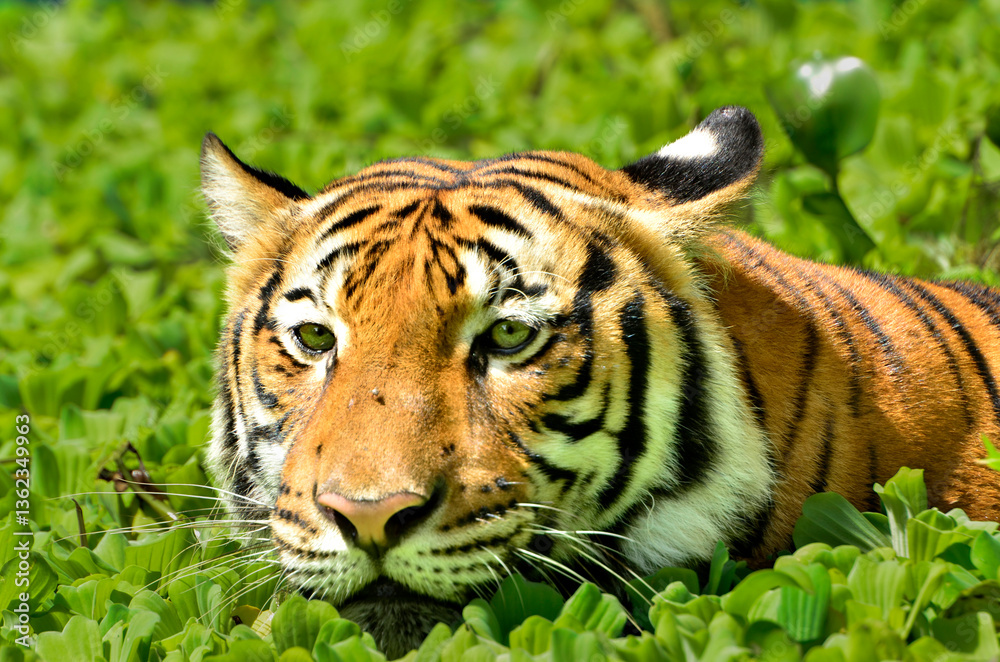 Fototapeta premium Portrait of a Malayan tiger (Panthera tigris jacksoni).