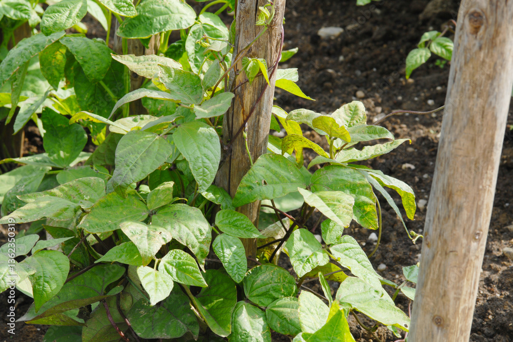 Fototapeta premium Stangenbohne, Phaseolus coccineus