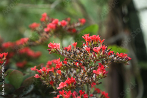Succuant s decoration tree with red flowers(Scientific name: Chalanchoe blossfeldiana Poellnitz).Kalanchoe blossfeldiana flower are blooming in the garden
