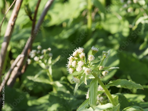 公園で咲いているフキの花