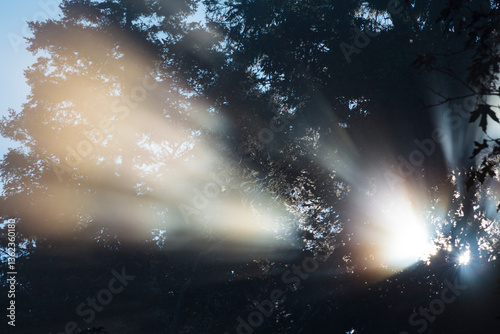 Shafts of sunlight reaching through trees in Salt Creek Recreational Area, dappled shade