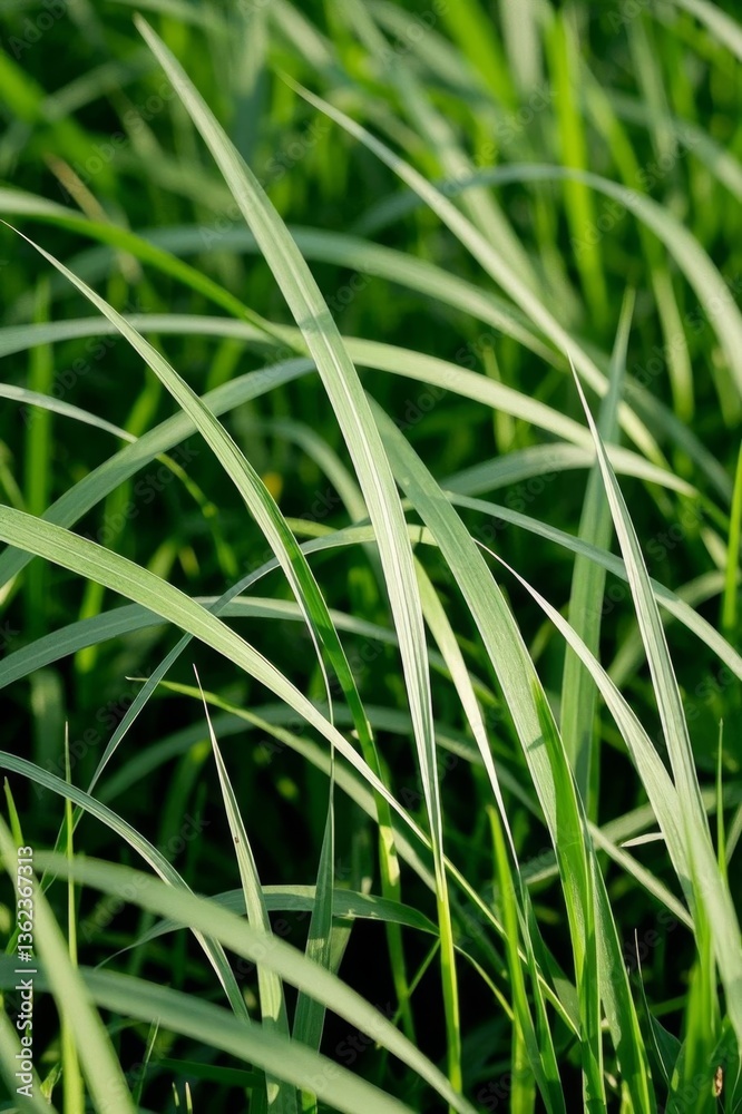 a close up of a bunch of green grass with a yellow flower a close up of a bunch of green grass with a yellow flower