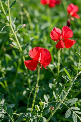 there are many red flowers that are growing in the grass