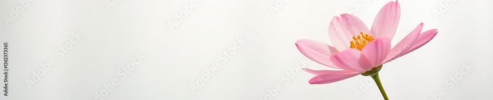 Single bloom of a flower on a white background with soft focus effect, delicate, floral, color Single bloom of a flower on a white background with soft focus effect, delicate, floral, color
