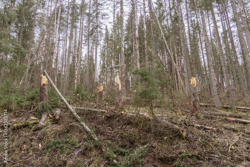 Photos Storm-damaged conifer forest with broken trees and fallen trunks, natural destru