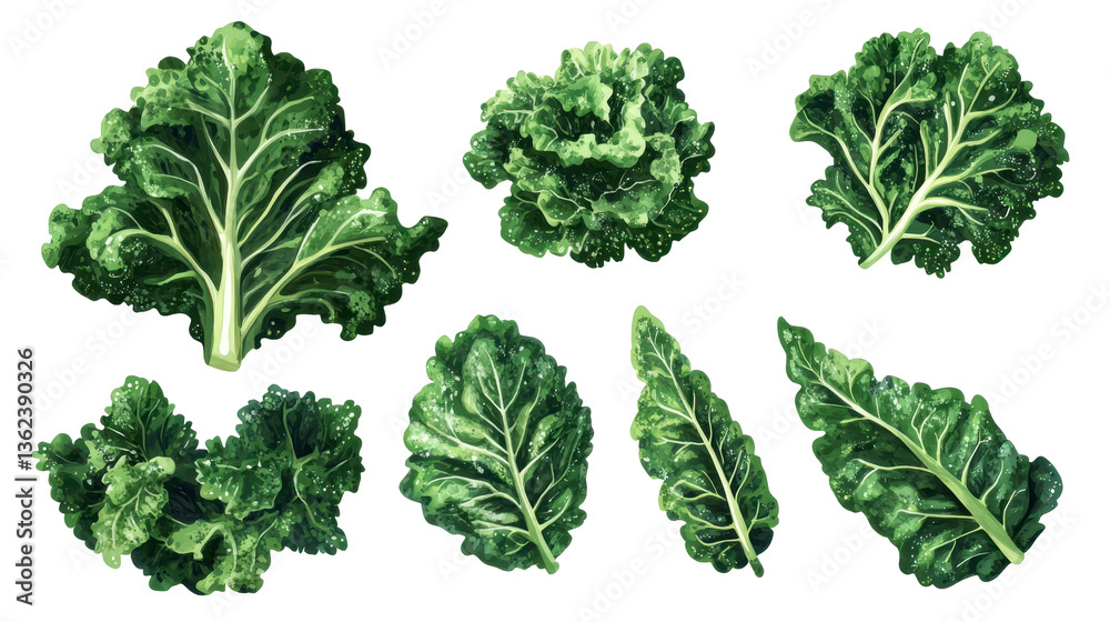 Kale Variety Display: A selection of vibrant kale leaves artfully arranged, showcasing their unique textures and shades of green in a photo realistic composition. Kale Variety Display: A selection of vibrant kale leaves artfully arranged, showcasing their unique textures and shades of green in a photo realistic composition.