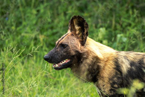 Wild dog, Lycaon pictus, close-up. photo