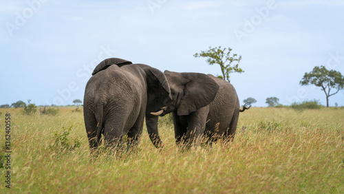 Elephant, Loxodonta africana, two bull elephants sparring, head to head, tusk to tusk.