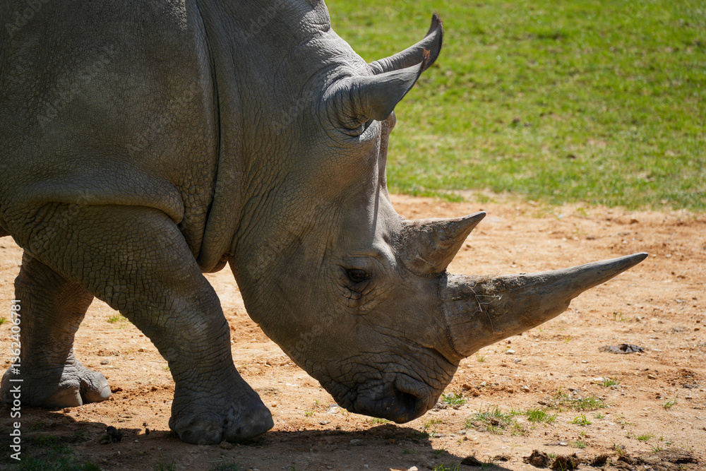 Obraz premium Tête de rhinocéros 