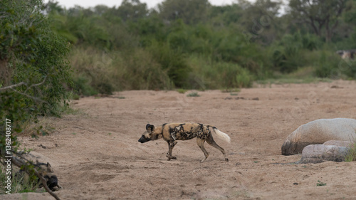 Wild Dog, Lycaon pictus, walking in a riverbed. photo