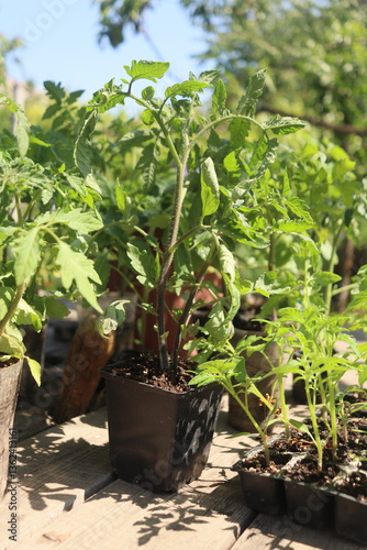 close-up of tomato and other vegetable seedlings on a wooden table in the garden on a spring day