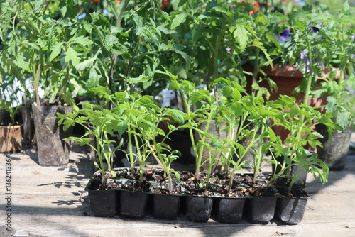 close-up of tomato and other vegetable seedlings on a wooden table in the garden on a spring day