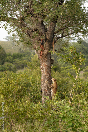 Leopard, Panthera pardus, male climbing a tree to reach a stored prey carcass.