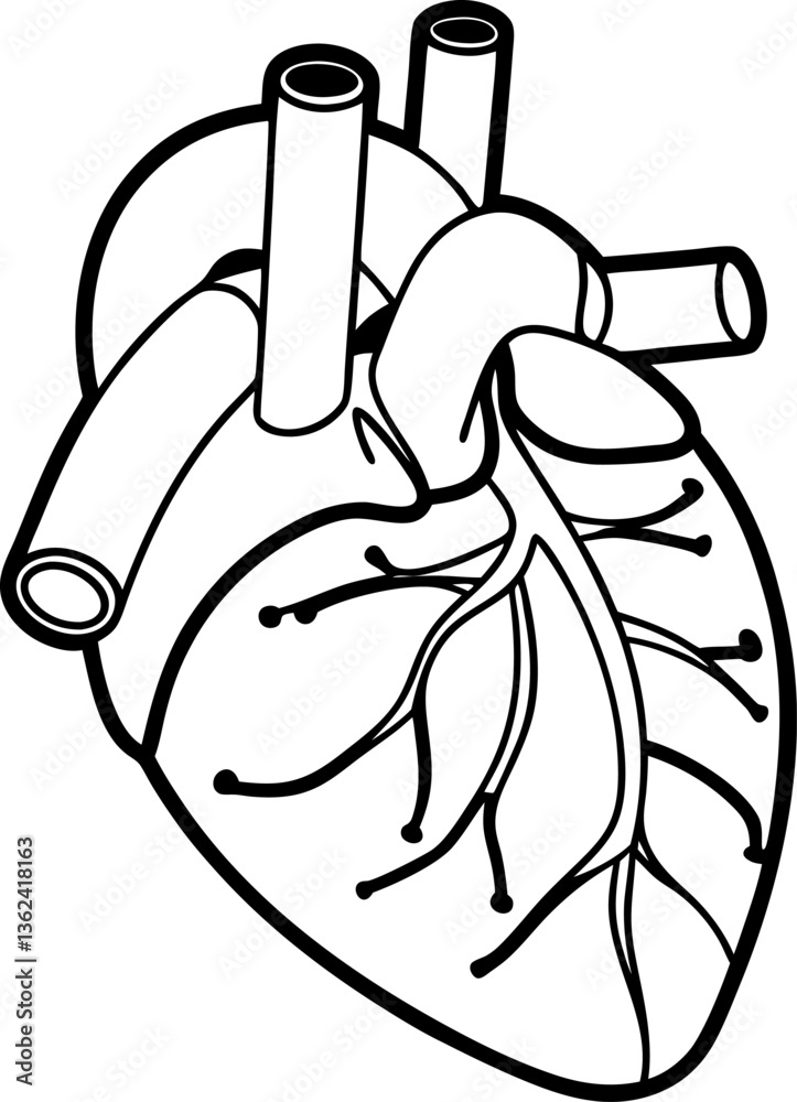 Detailed anatomical heart illustration, black and white line art human organ design for medical education and biology study Detailed anatomical heart illustration, black and white line art human organ design for medical education and biology study