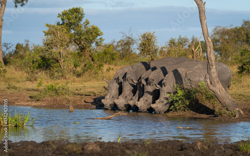 Rhino, Diceros bicornis, five black rhino drinking at a waterhole.